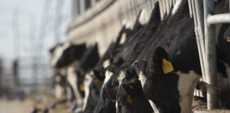 Dairy cow and black bird.