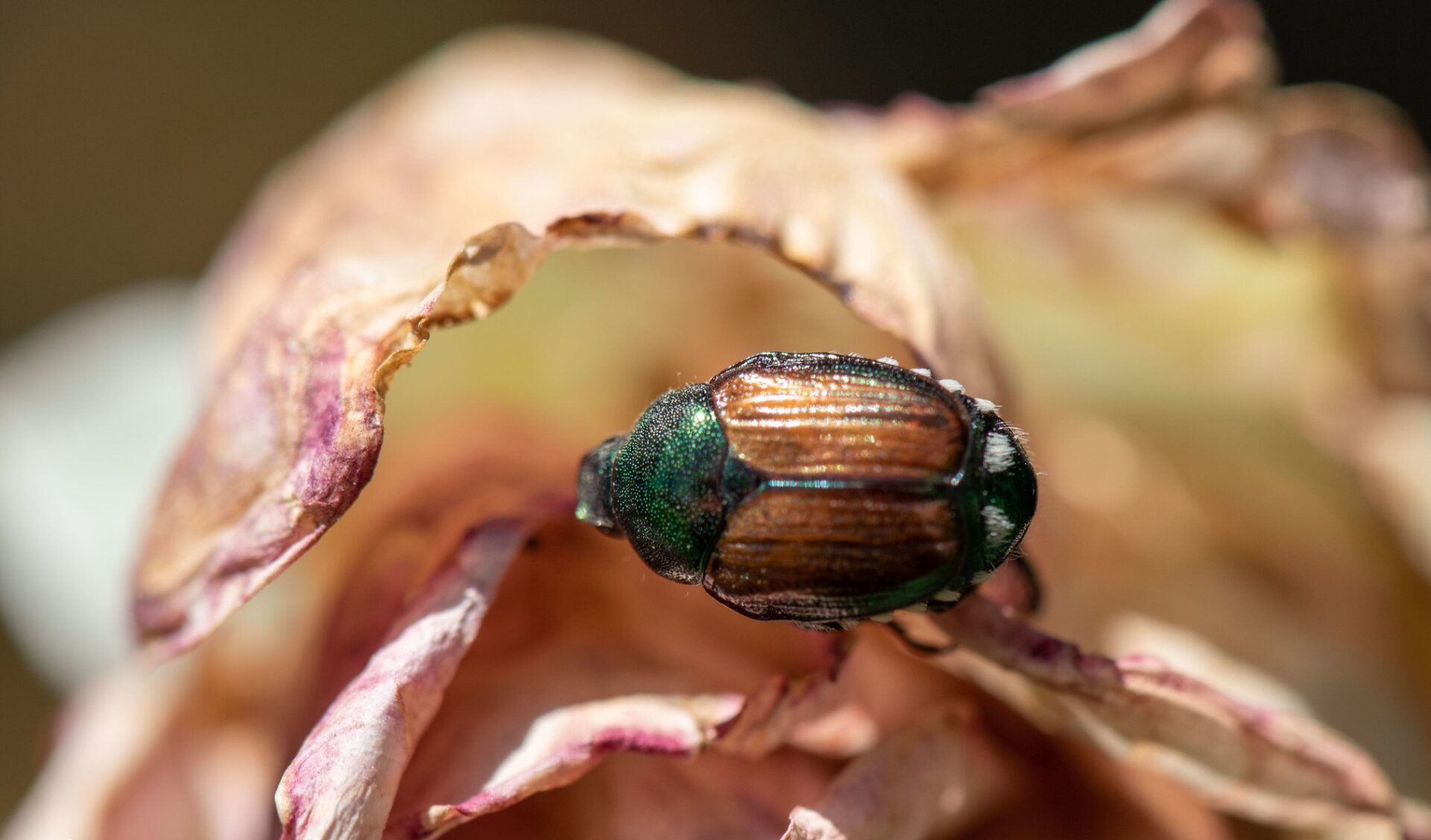 A Japanese beetle in the Grandview area in 2021.