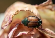 A Japanese beetle in the Grandview area in 2021.