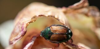Washington begins annual invasive pest survey A Japanese beetle in the Grandview area in 2021.