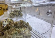 marijuana