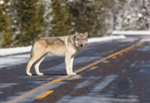 wolf