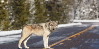 State order to kill wolf in northeast Washington is canceled wolf