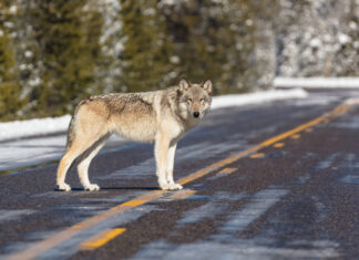 wolf