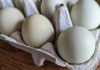Egg facility inspections in WA still falling short of state requirements egg