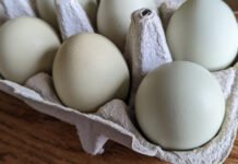 egg