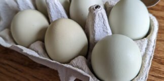 Egg facility inspections in WA still falling short of state requirements egg