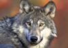 Divisions emerge as WA looks to retool its wolf shooting rules A gray wolf