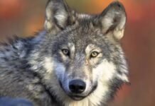 A gray wolf