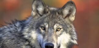Divisions emerge as WA looks to retool its wolf shooting rules A gray wolf