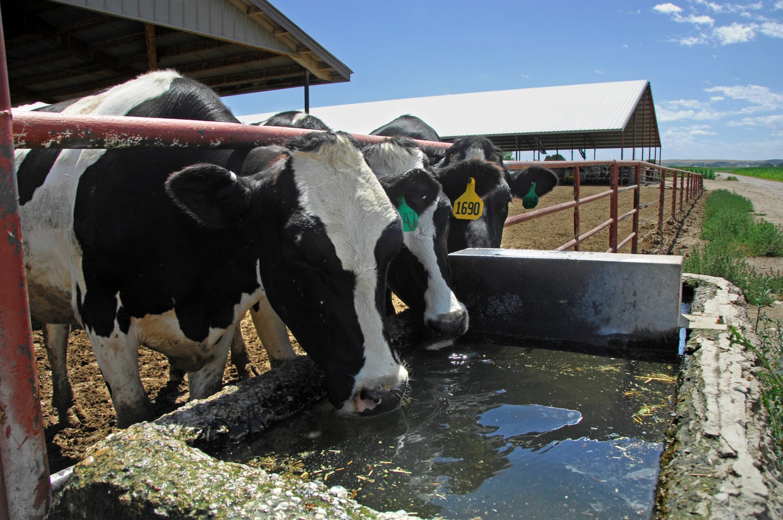 dairycattleusda
