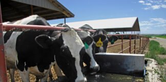 dairycattleusda